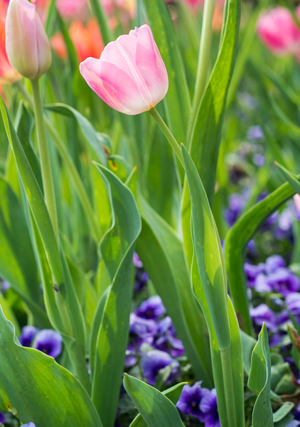 Bloom;Blossom;Blossoms;Botanical;Bud;Calm;Close-up;Floweret;Flowering;Flowers;Healing;Health care;Healthcare;Petal;Plant;bloom;flora;floral;flower;peaceful;plant;plants;restful;serene;soothing;tranquil;tulip